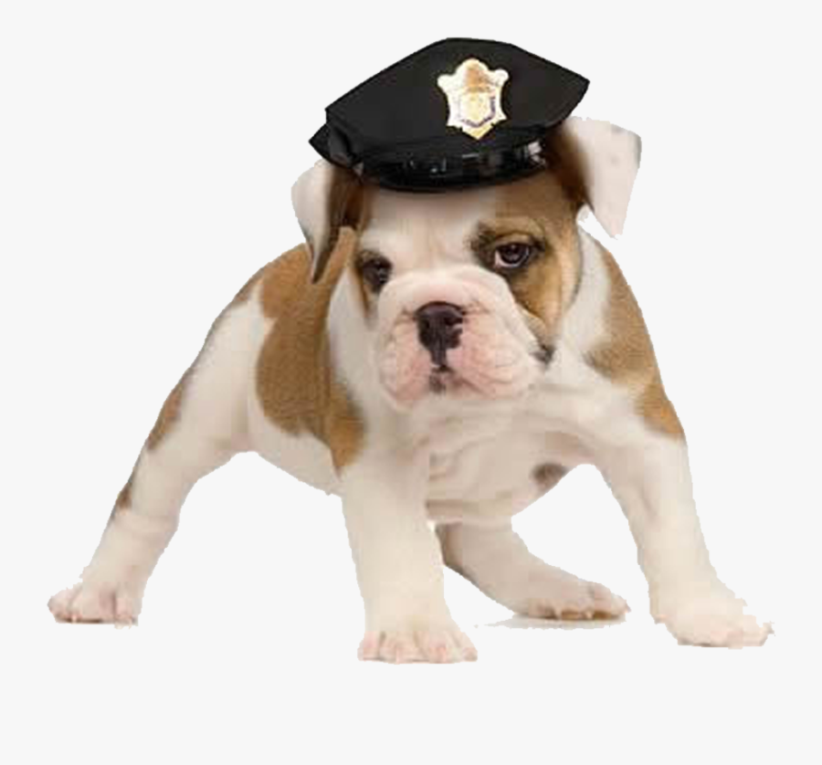 Shampoing Pour Bulldog Anglais, Transparent Clipart