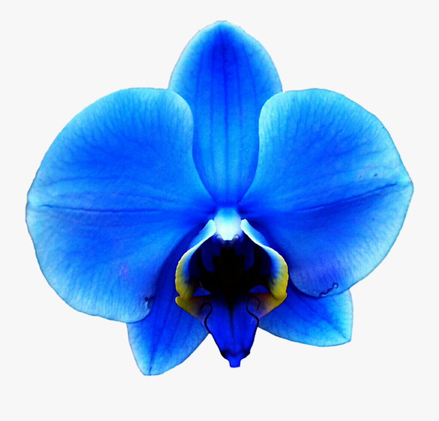 Orchid Transparent Blue - Inspirational Spiritual Birthday Wishes, Transparent Clipart