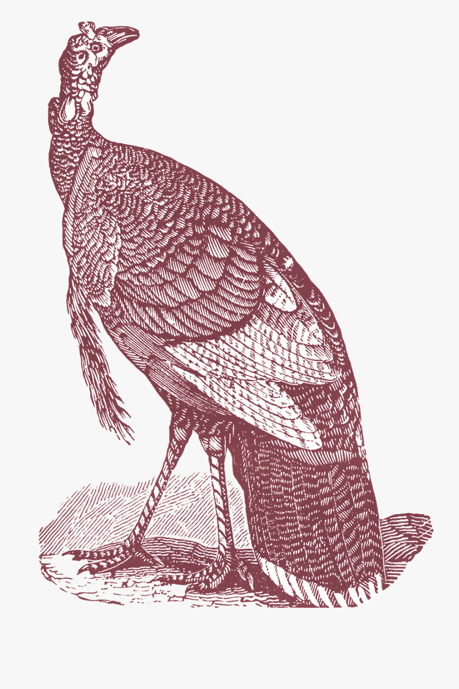 Гравюра Пнг, Transparent Clipart