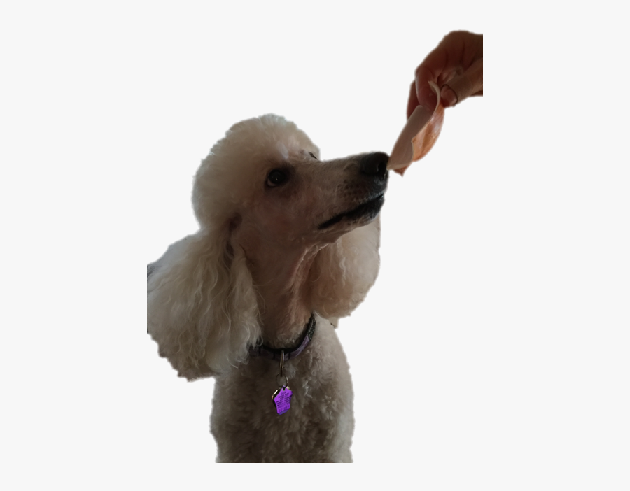 Standard Poodle Miniature Poodle Toy Poodle Puppy - Standard Poodle, Transparent Clipart