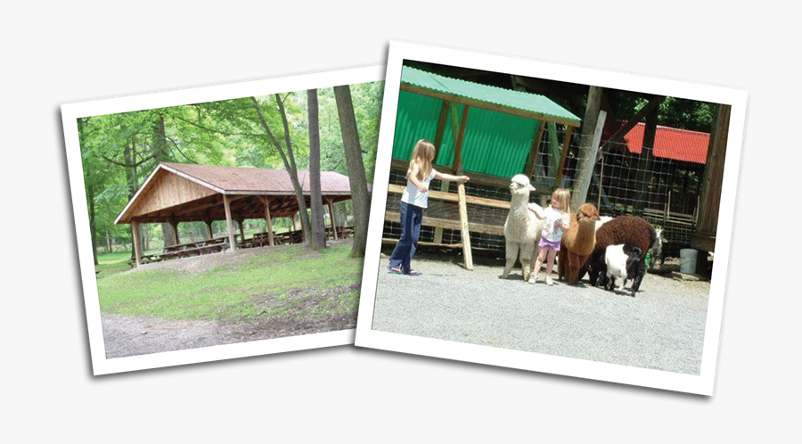 Homedbleimgs - Shetland Pony, Transparent Clipart