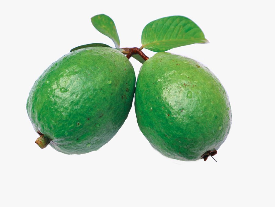 Guava Green Clipart - Benefits Of Watermelon In Tamil, Transparent Clipart