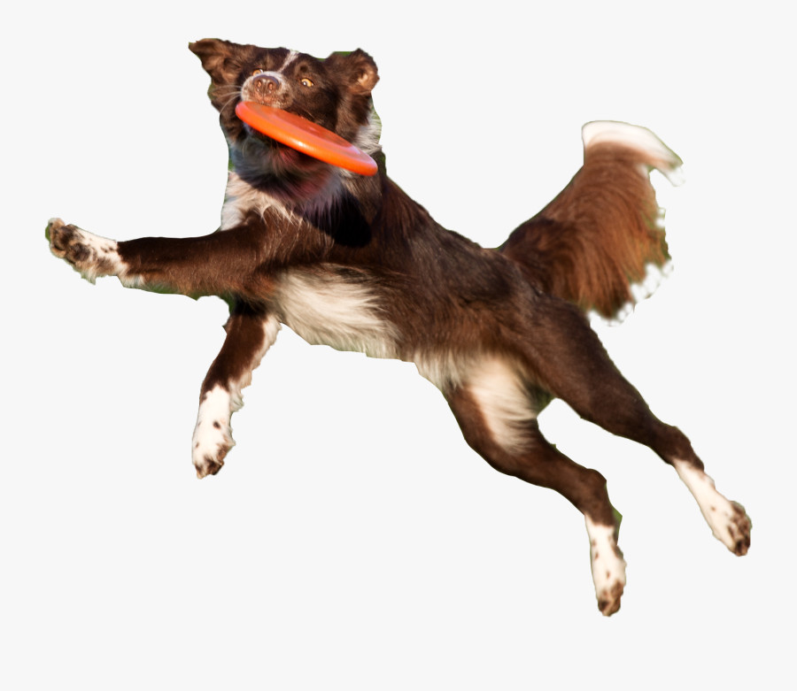 Dog Catches Something, Transparent Clipart