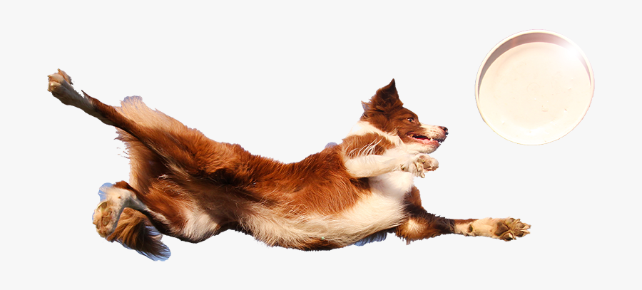 Dog Catches Something, Transparent Clipart