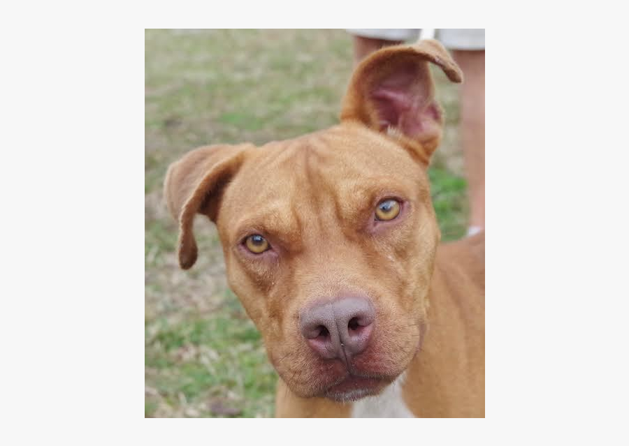 Clip Art Help The Homeless Animals - American Pit Bull Terrier, Transparent Clipart