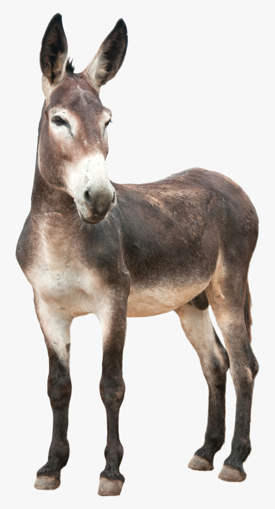 Donkey Png, Transparent Clipart