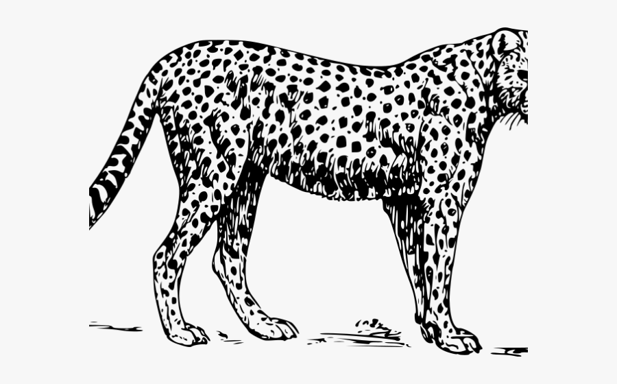Coloring Image Of Cheetah, Transparent Clipart