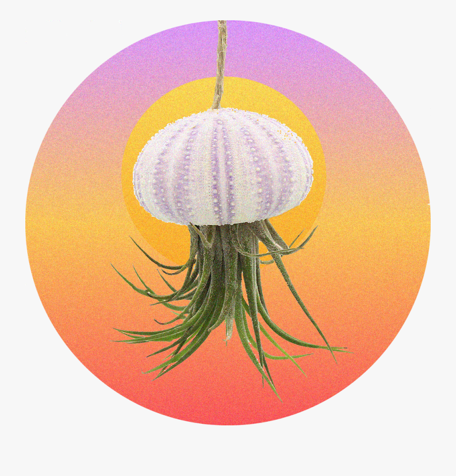 Transparent Sea Urchin Png - Jellyfish, Transparent Clipart