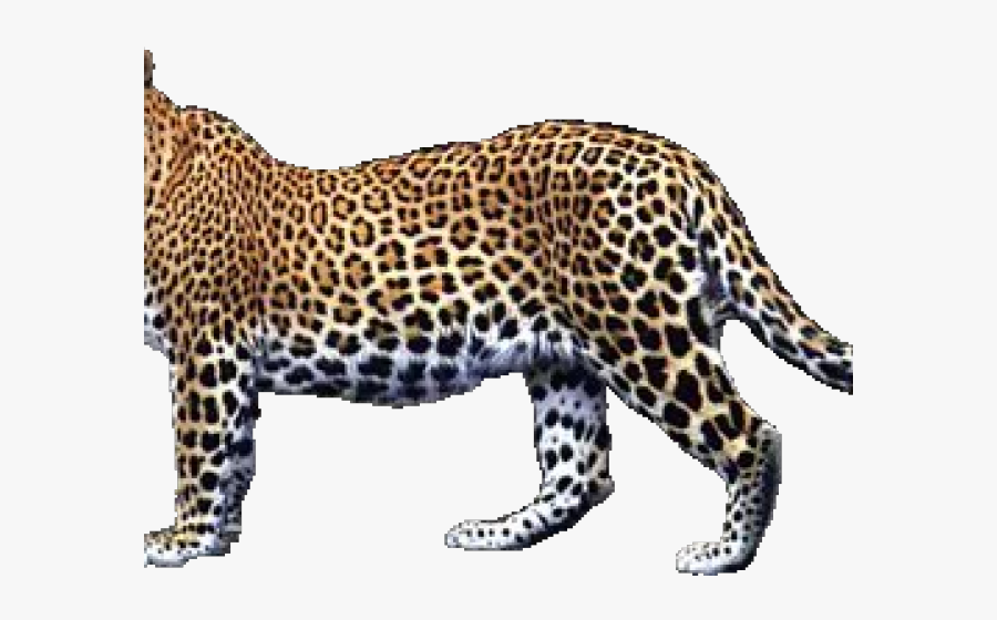 Transparent Leopard Png - Transparent Leopard, Transparent Clipart