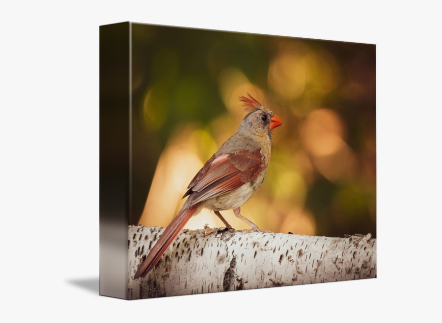 Clip Art Female Cardinal Images - Northern Cardinal, Transparent Clipart