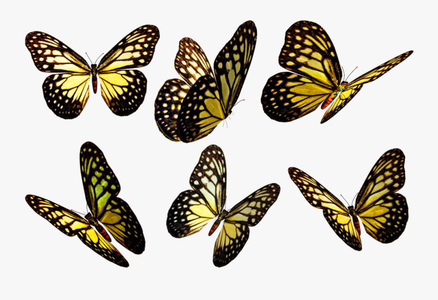 Transparent Flying Butterfly Clipart - Yellow Butterfly Flying Png, Transparent Clipart