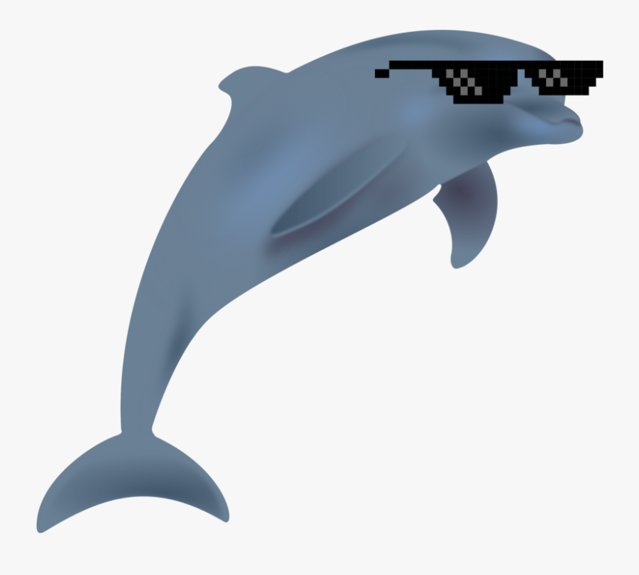 Marine Biology,whales Dolphins And Porpoises,dolphin - Big And Small Animals Clipart, Transparent Clipart