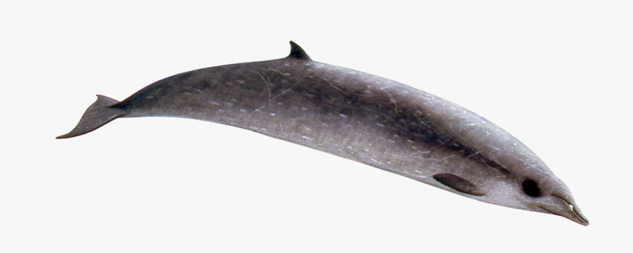 Sowerby"s Beaked Whale - Sowerby's Beaked Whale, Transparent Clipart