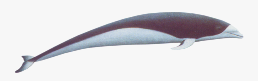 Transparent Whale Right Clipart Free Library - South Atlantic Right Whale, Transparent Clipart