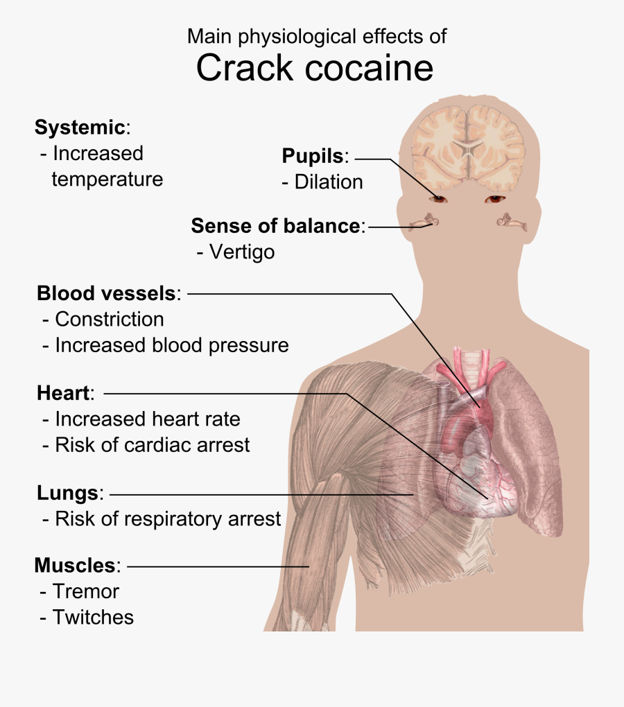 Physiological Effects Of Crack Cocaine - Crack Does To Your Body, Transparent Clipart
