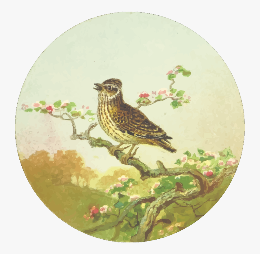 Beak,bird,branch - Drawing, Transparent Clipart