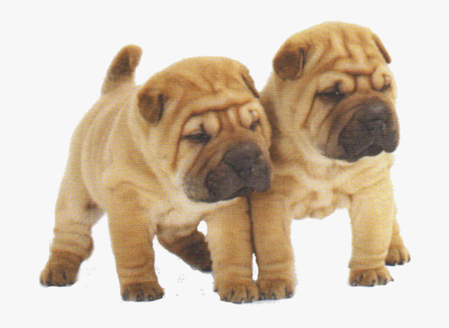 Clip Art Mini Boxer Puppies - Shar Pei, Transparent Clipart