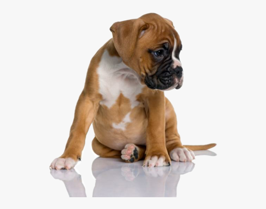 #dog #dogs #boxer #puppy #welpe #boxerpuppy #boxerwelpe - Boxer Dog 2 Months Old, Transparent Clipart