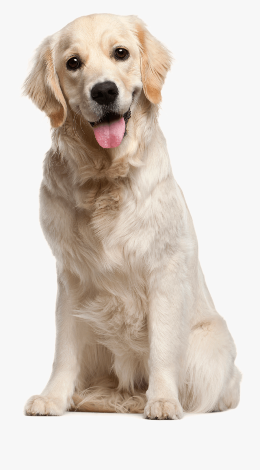 Golden Retriever Png, Transparent Clipart