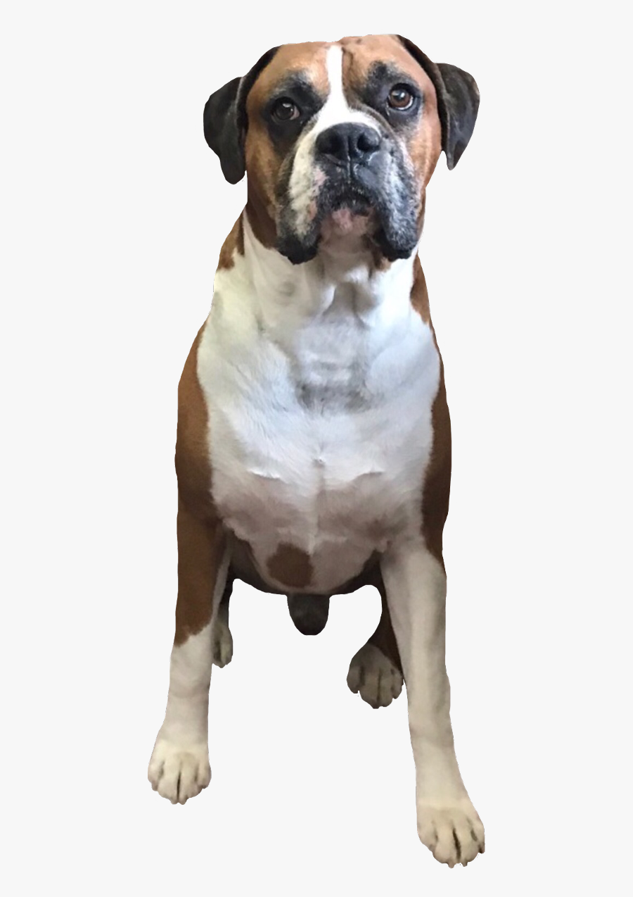 Myboyleo Boxer Boxerlovers Boxersofinstagram Boxerdog - Fish, Transparent Clipart