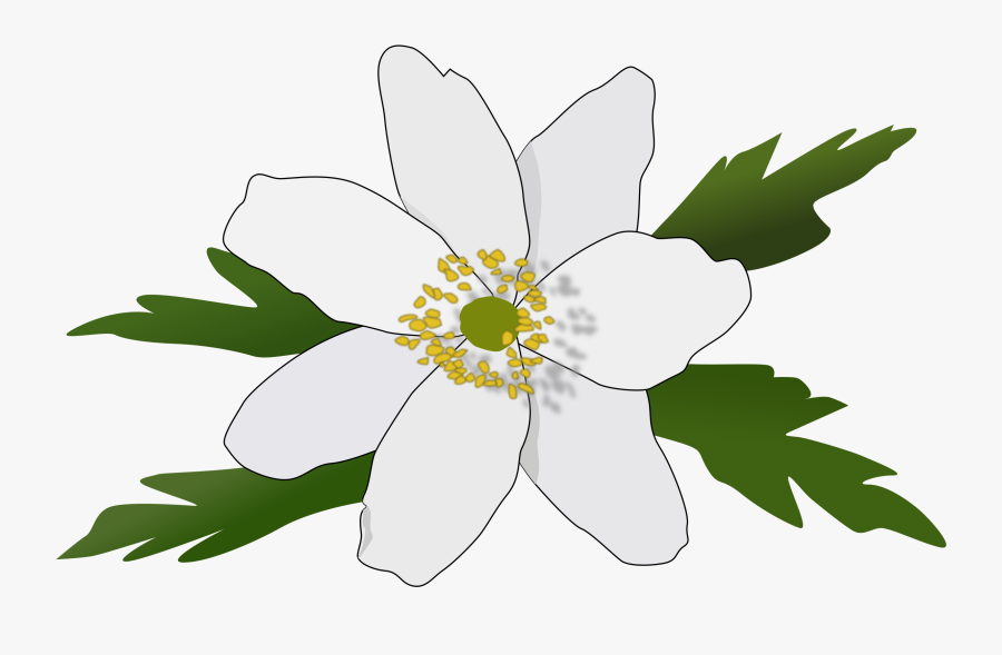 Anemone Nemorosa - Clipart Wood Anemone, Transparent Clipart