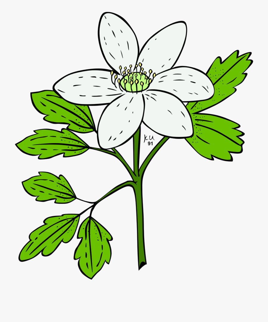 Plant With Flower Clipart, Transparent Clipart