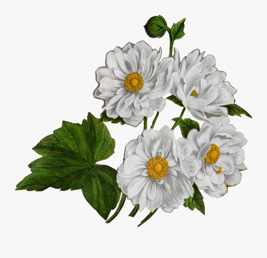 Floral Flower Anemone Clipart Digital Transfer Crafting - Chrysanths, Transparent Clipart