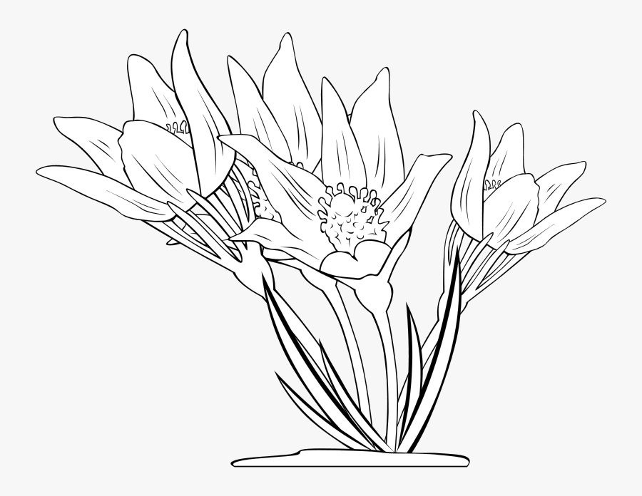 Anemone Patens - Flowers Clipart, Transparent Clipart