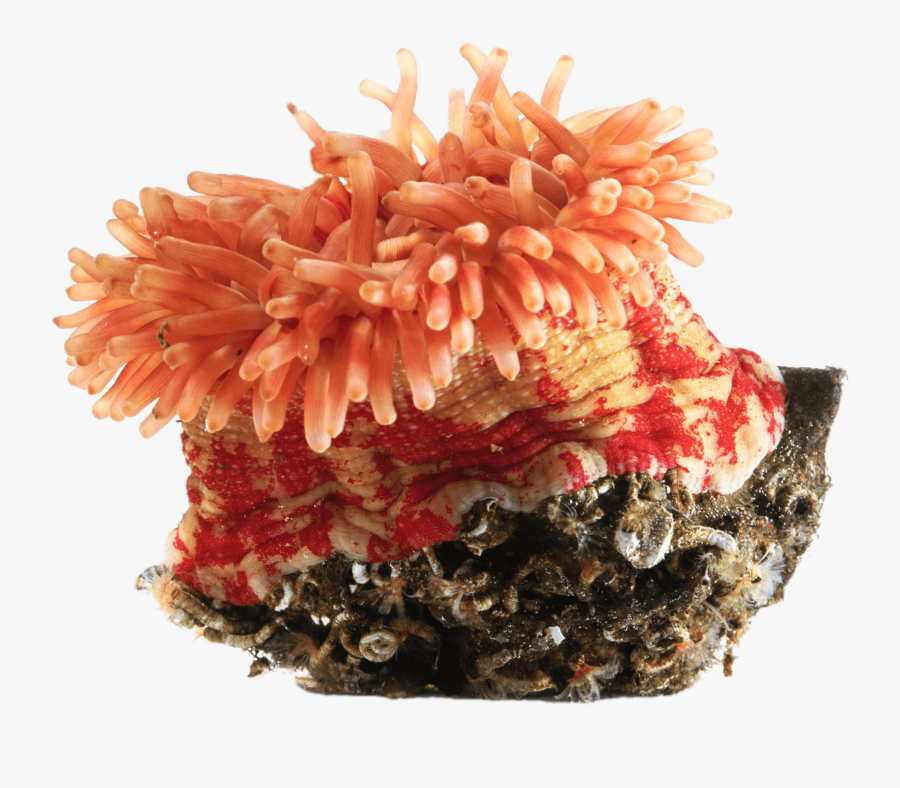 Orange Sea Anemone - Sea Anemone Clip Art, Transparent Clipart