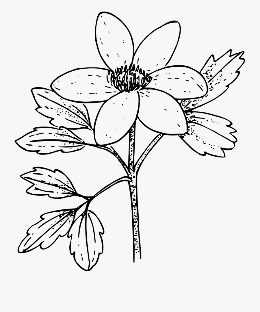 Symmetry,monochrome Photography,petal - Colouring Pages Of Anemone Flower, Transparent Clipart