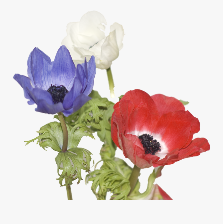 Clip Art Anemone The Secret Garden - Red White And Blue Watercolor Flowers, Transparent Clipart