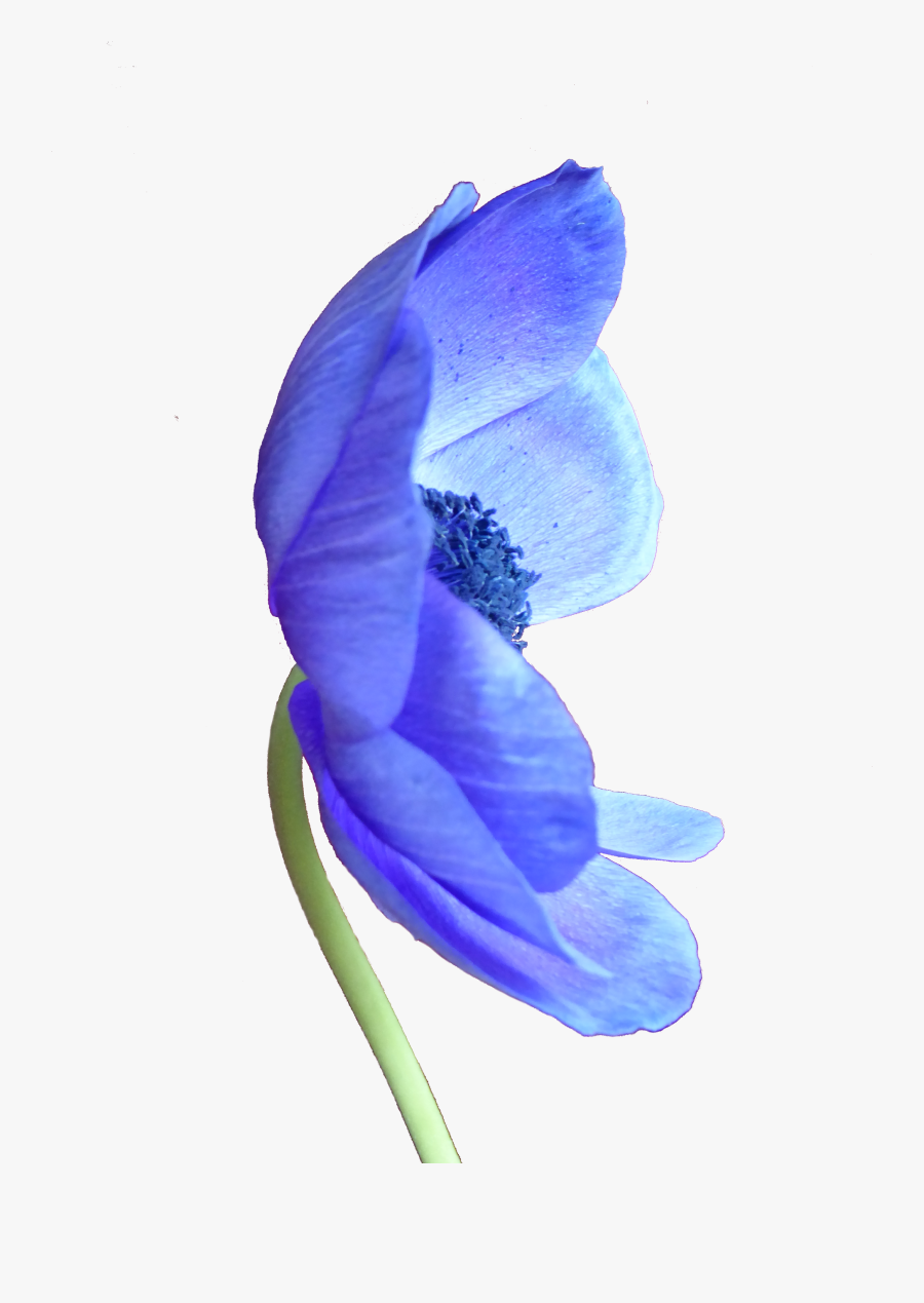 Transparent Anemone Flower Clipart - Agapanthus, Transparent Clipart