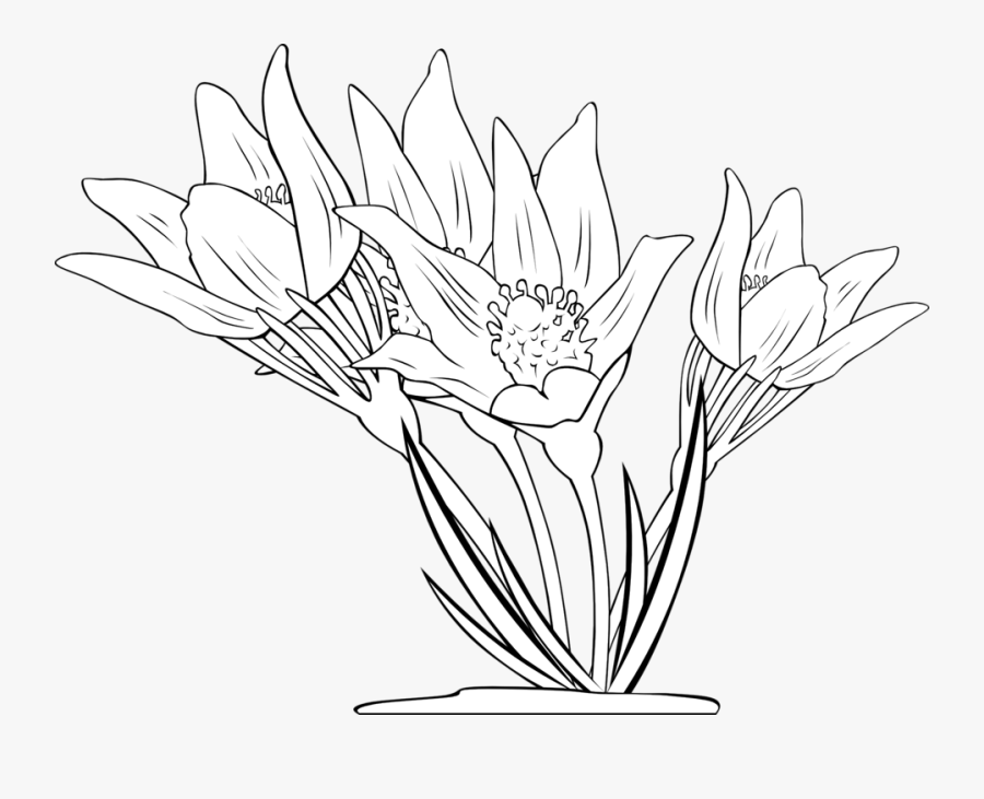 Free Windflower Illustrations Black And White, Transparent Clipart