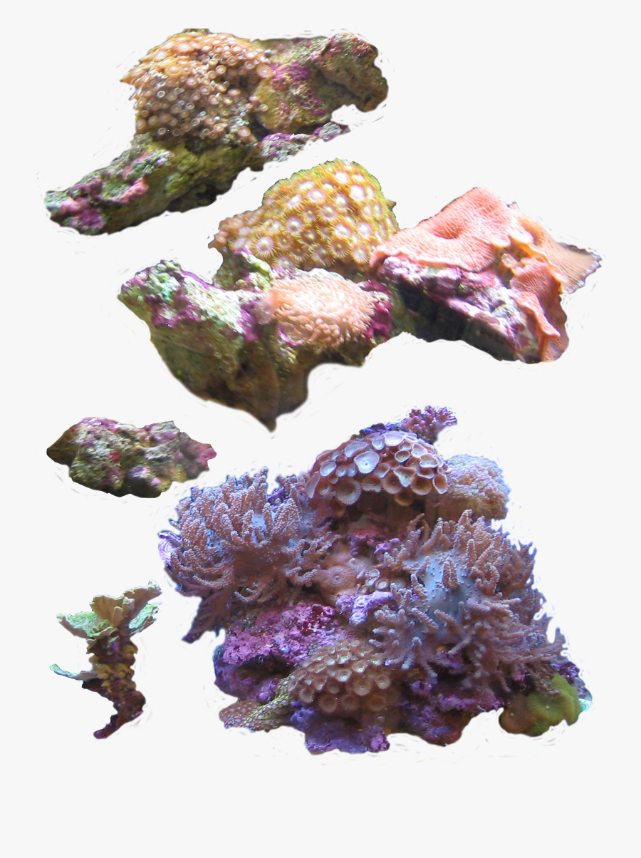 Sea Anemone Photography Clip - Coral, Transparent Clipart