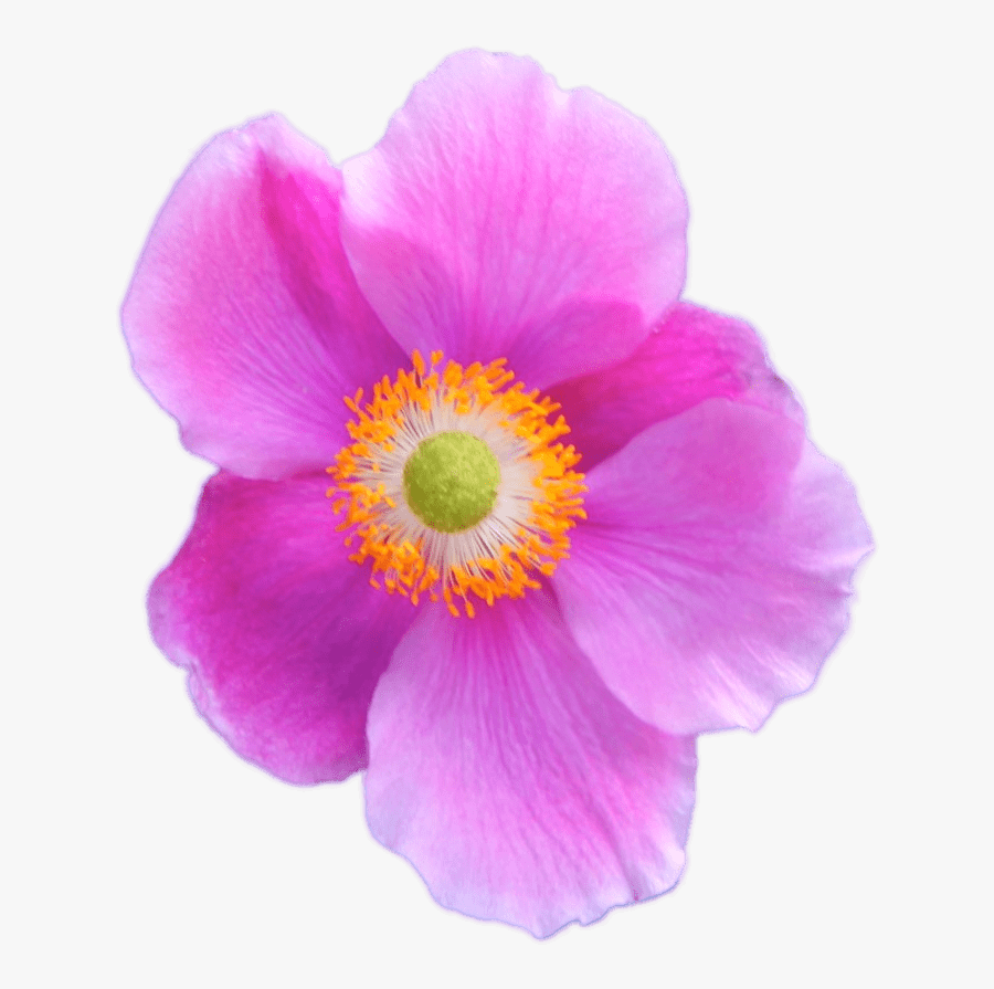 Dark Pink Anemone - Anemone Transparent, Transparent Clipart