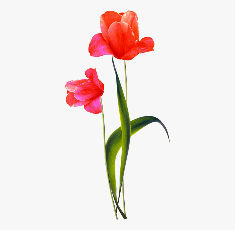 Hippeastrum, Transparent Clipart