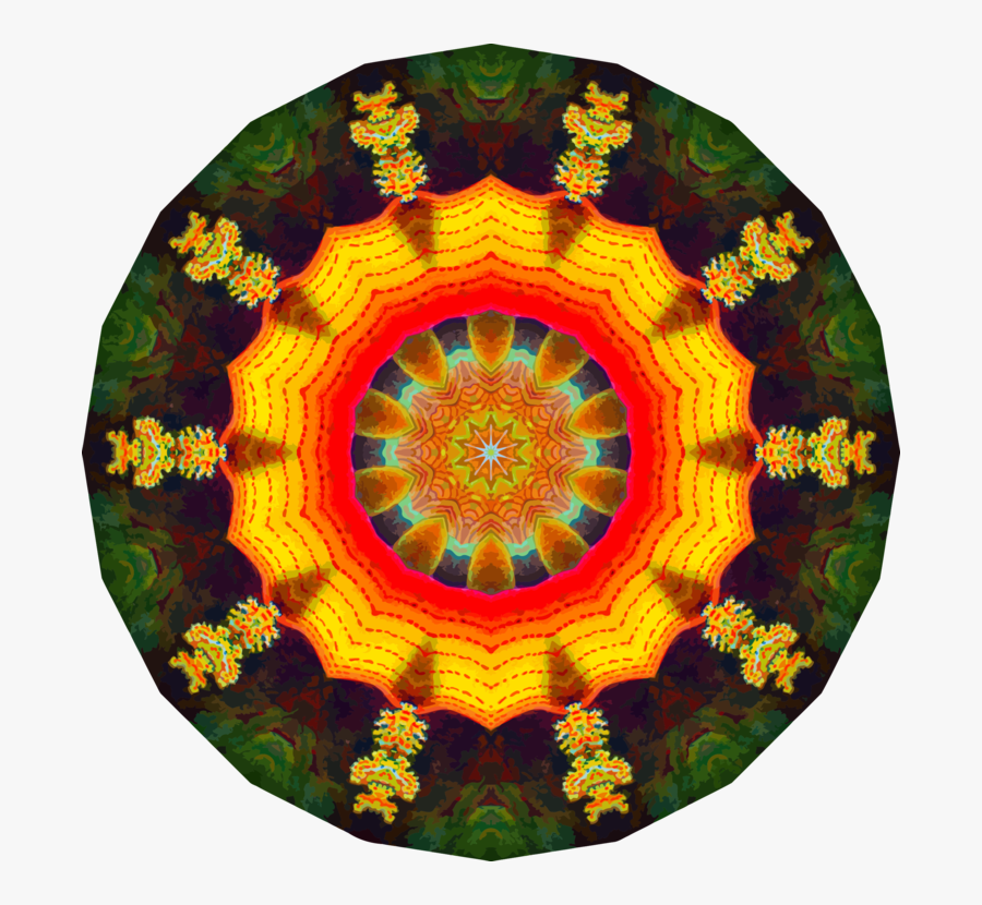 Circle,organism,symmetry - Circle, Transparent Clipart