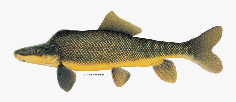 Razorback Sucker, Transparent Clipart