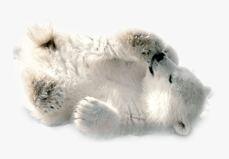 Polar Bear Baby Playing - Baby Polar Bear Transparent, Transparent Clipart