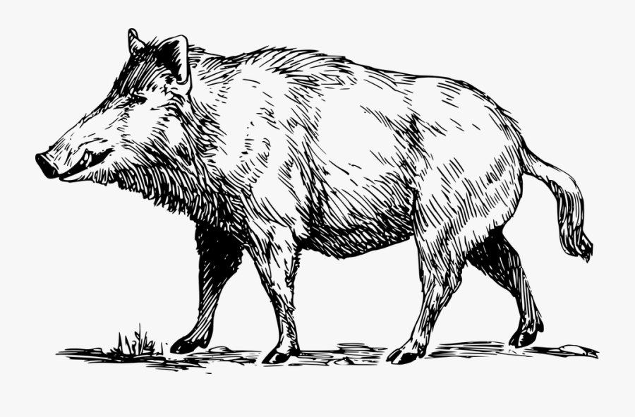 Wildschwein, Wild, Tier, Tierwelt, Lumb, Jagd, Schnauze - Hog Clipart Black And White, Transparent Clipart