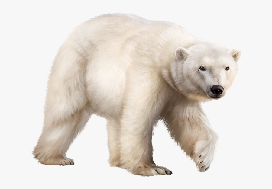 Transparent Polar Bear Clip Art - Clipart Ours Polaire, Transparent Clipart