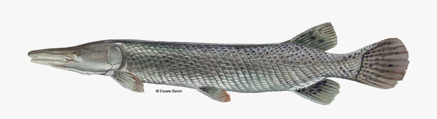 Illustration Of An Alligator Gar Fish - Alligator Gar Fish, Transparent Clipart