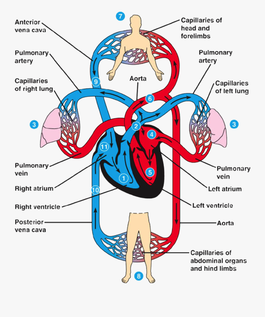 Transparent Circulatory System Clipart - Circulatory System Anatomy, Transparent Clipart