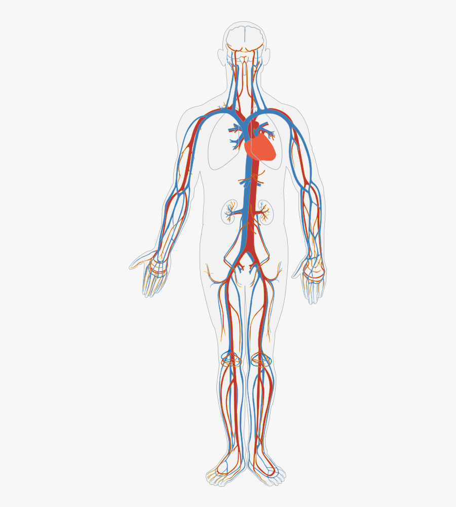 Circulatory System Diagram Blank - Blood Flow And Gas Exchange, Transparent Clipart