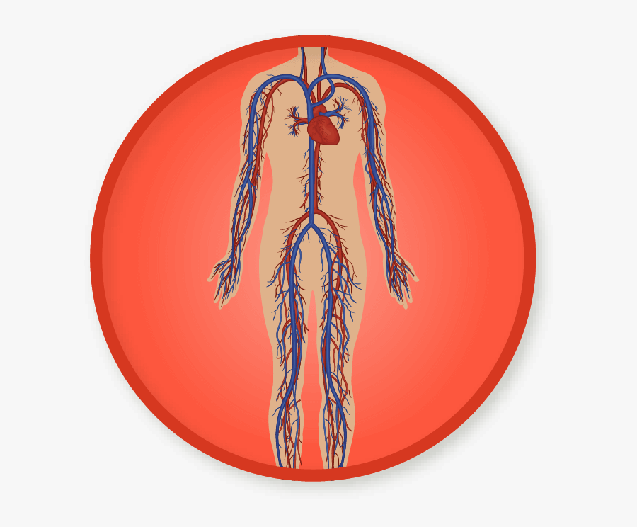 Win A Badge - Circulatory System, Transparent Clipart