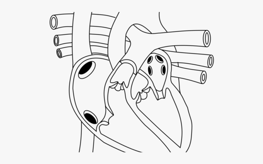 Circulatory System Clipart - Heart Circulatory System Drawing, Transparent Clipart