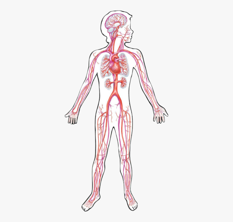 Circulatory System Png 3 » Png Image - Cardiovascular System Transparent, Transparent Clipart