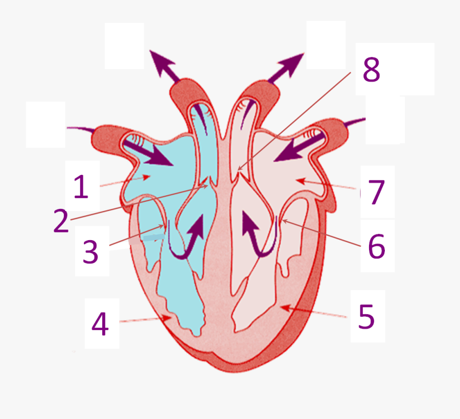 Transparent Circulatory System Clipart - 8 Parts Of Heart, Transparent Clipart