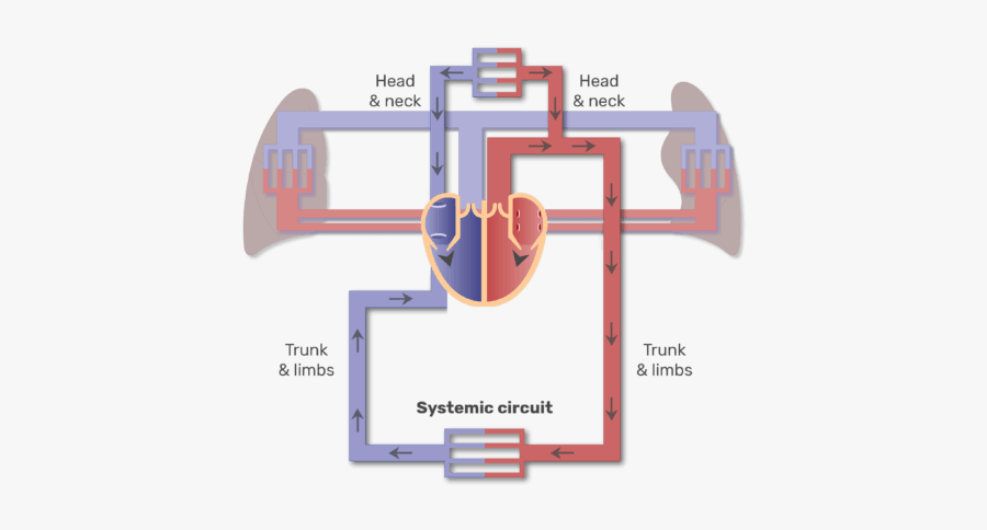 Systemic Circuit Animation Slide - 4 Major Blood Vessels Of The Heart, Transparent Clipart