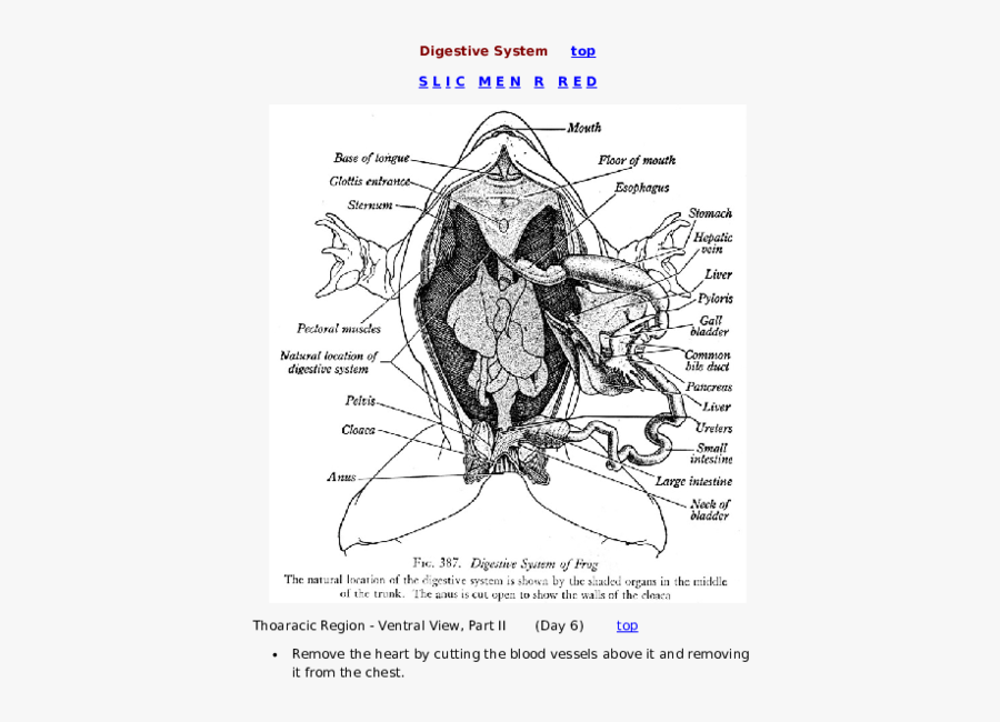 Frog Digestive System Diagram , Free Transparent Clipart - ClipartKey